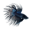 BLACK BETTA FISH isolated on white background