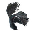 betta fish on white background