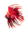 red dragon betta fish isolated on white background