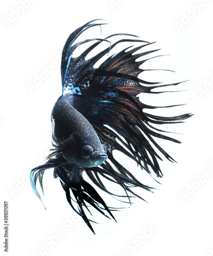 Foto: BLACK BETTA FISH isolated on white background BLACK BETTA FISH isolated on white background