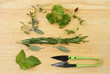 Freshly cut herbs