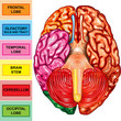 Human brain underside view Human brain underside view