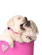 Valentine puppies