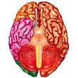 Human brain underside view vector Human brain underside view vector
