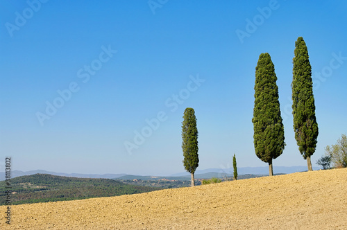 Foto: Toskana Zypressen - Tuscany cypress 04 Toskana Zypressen - Tuscany cypress 04
