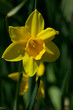 narcissus[tete-a-tete]_03