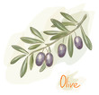 Branch of black olives. Watercolor style.