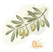 Olive branch. Watercolor style.