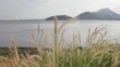 Video: summer scene of reeds waving in the winds very sunny summer scene of reeds waving in the winds very sunny