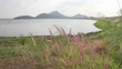 Video: summer scene of reeds waving in the winds very sunny summer scene of reeds waving in the winds very sunny
