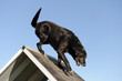 vieux labrador en agility