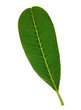 Photo: green leaf isolated on white background green leaf isolated on white background