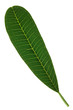 Photo: green leaf isolated on white background green leaf isolated on white background