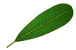 Photo: green leaf isolated on white background green leaf isolated on white background