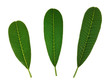 Photo: green leaf isolated on white background green leaf isolated on white background