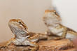 Photo: Pair of bearded dragons Pair of bearded dragons