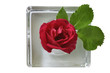 Pink flowers in glass