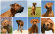 rhodesian ridgeback