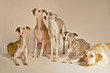Fünf Hunde im Studio