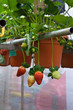 Strawberries with shallow depth of field in a strawberry farm in