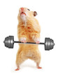 Hamster with bar