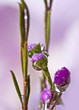 spring buds with dew drops