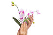 beauty Konzept - manikürte Hände halten Blumen