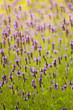 Beautiful  purple flowers at Northern of Thailand