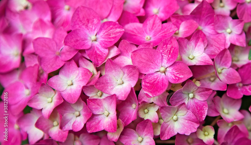 Photo: Pink Hydrangea flower Pink Hydrangea flower