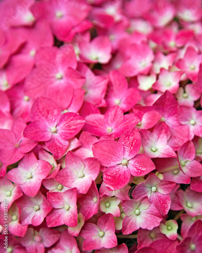 Photo: Pink Hydrangea flower Pink Hydrangea flower