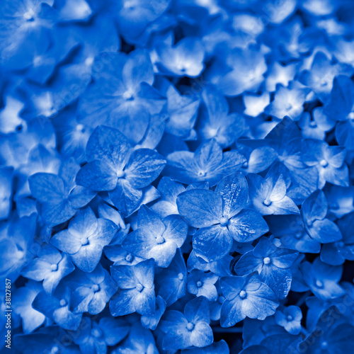 Photo: Blue Hydrangea flower Blue Hydrangea flower