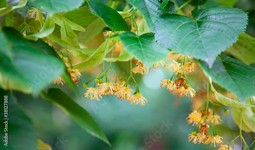Photo: Lime-tree blossoms Lime-tree blossoms