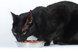 Gatto che mangia i croccantini
