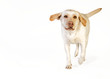 Laufender Labrador im Studio