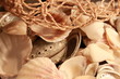Muscheln