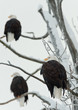 Photo en ligne au meilleur prix Three Bald  Eagles