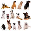 collage animaux - chiens