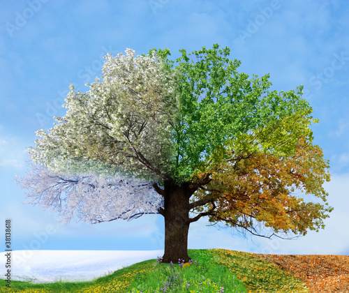 Photo: Four season tree Four season tree