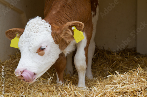 Foto: Junges Kalb im Stroh Junges Kalb im Stroh