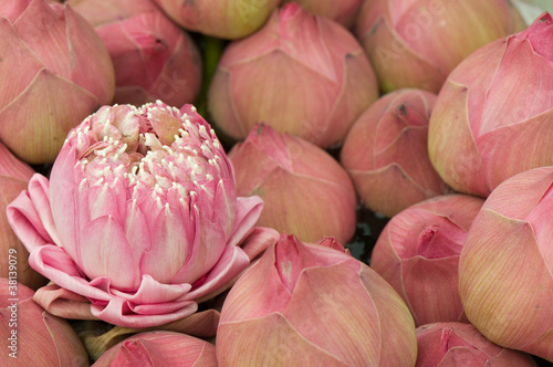 Photo: group of waterlily group of waterlily