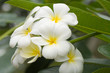 frangipani flower