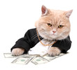 Red cat sitting on the dollar on the white background