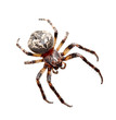 Garden spider (Araneidae)