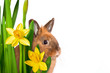 Osterhase schaut durch Osterglocken - freigestellt