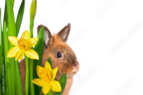 Foto: Osterhase schaut durch Osterglocken - freigestellt Osterhase schaut durch Osterglocken - freigestellt