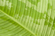 Texture of a green leaf as background