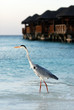 Photo: Heron on ocean shore Heron on ocean shore