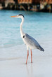 Photo: Staring heron on pier Staring heron on pier