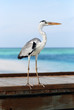 Photo: Staring heron on pier Staring heron on pier