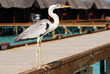 Photo: Staring heron on pier Staring heron on pier